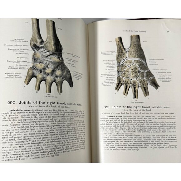 Werner Spalteholz Hand Atlas Of Human Anatomy Vol I Lippincott Medical HC Third - Picture 13 of 16
